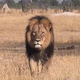 Illustration for article titled Heartbreaking: Last Night Cecil The Lion Died In His Sleep